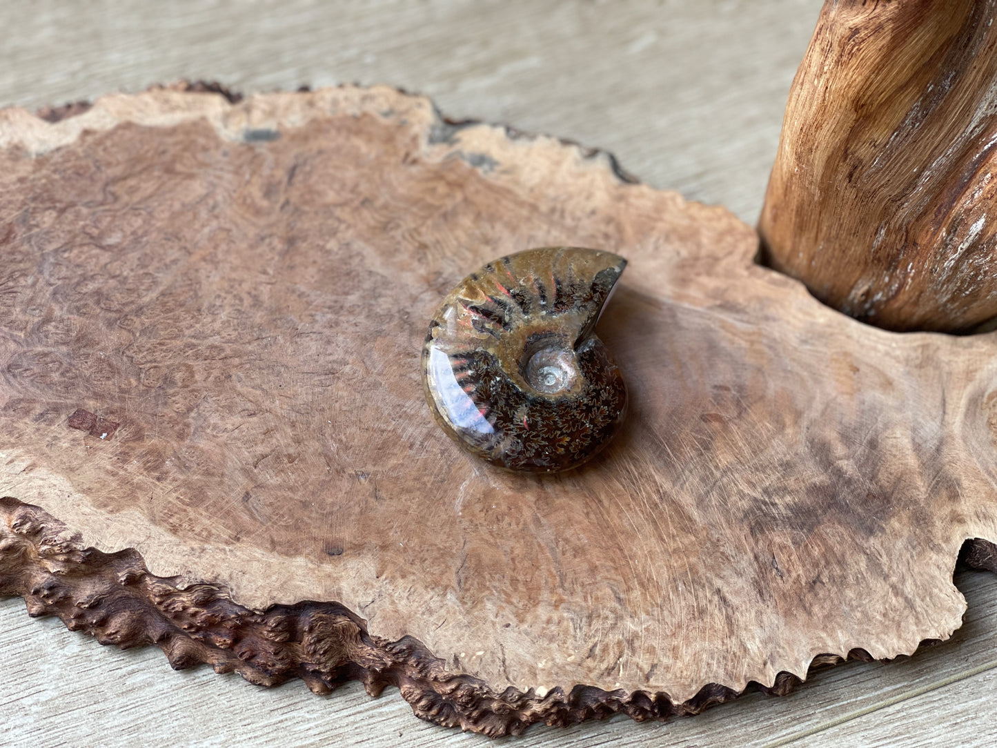 Ammonite fossil whole P | Madagascar