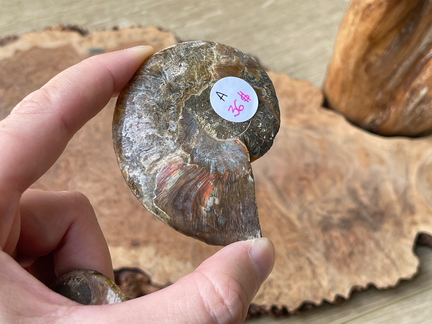 Ammonite fossil pair A | Madagascar