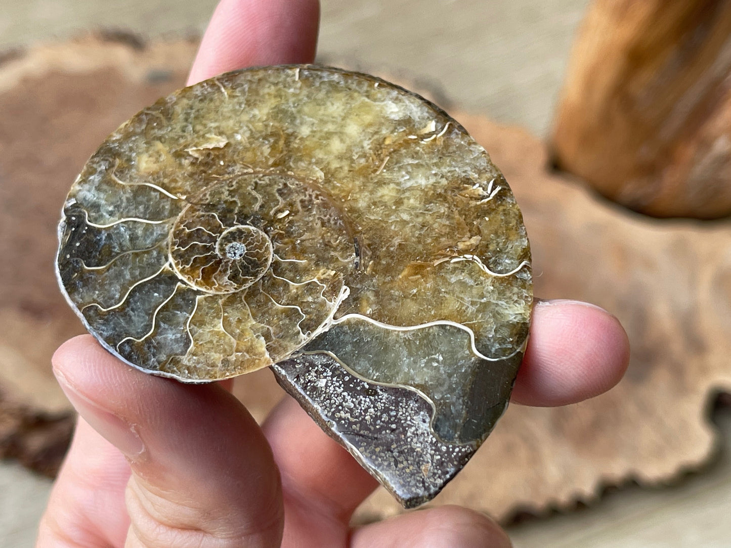 Ammonite fossil pair A | Madagascar