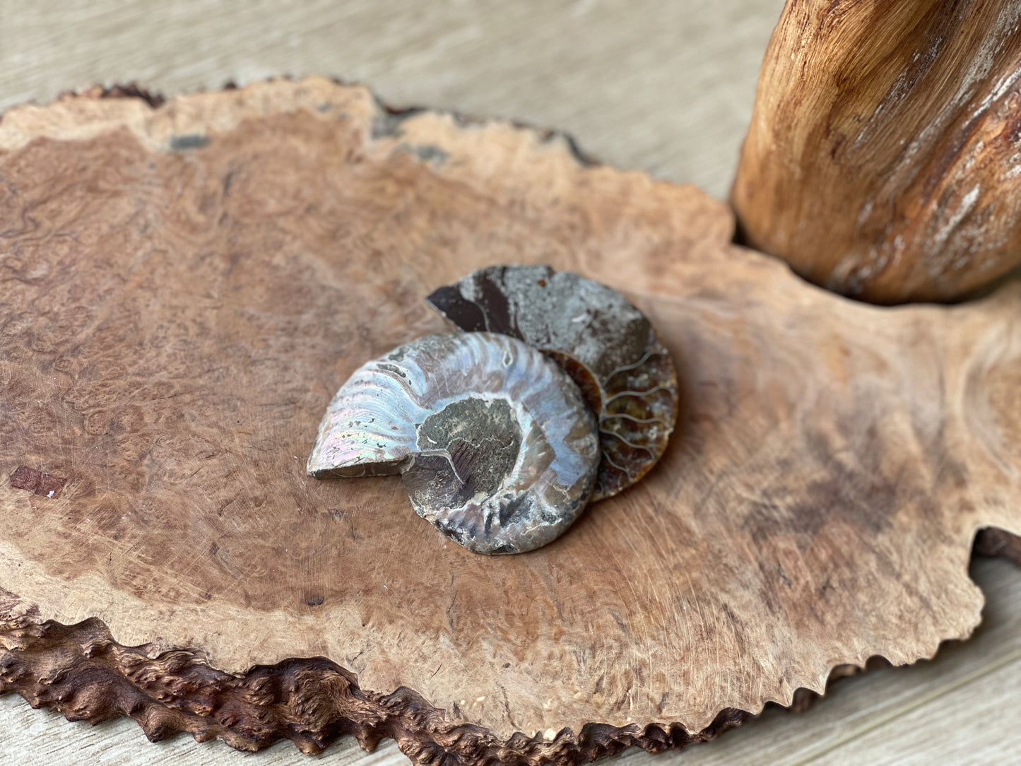 Ammonite fossil pair B | Madagascar