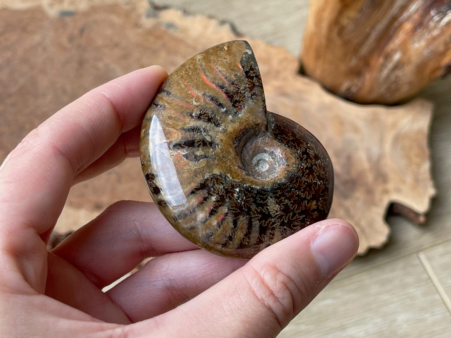 Ammonite fossil whole P | Madagascar
