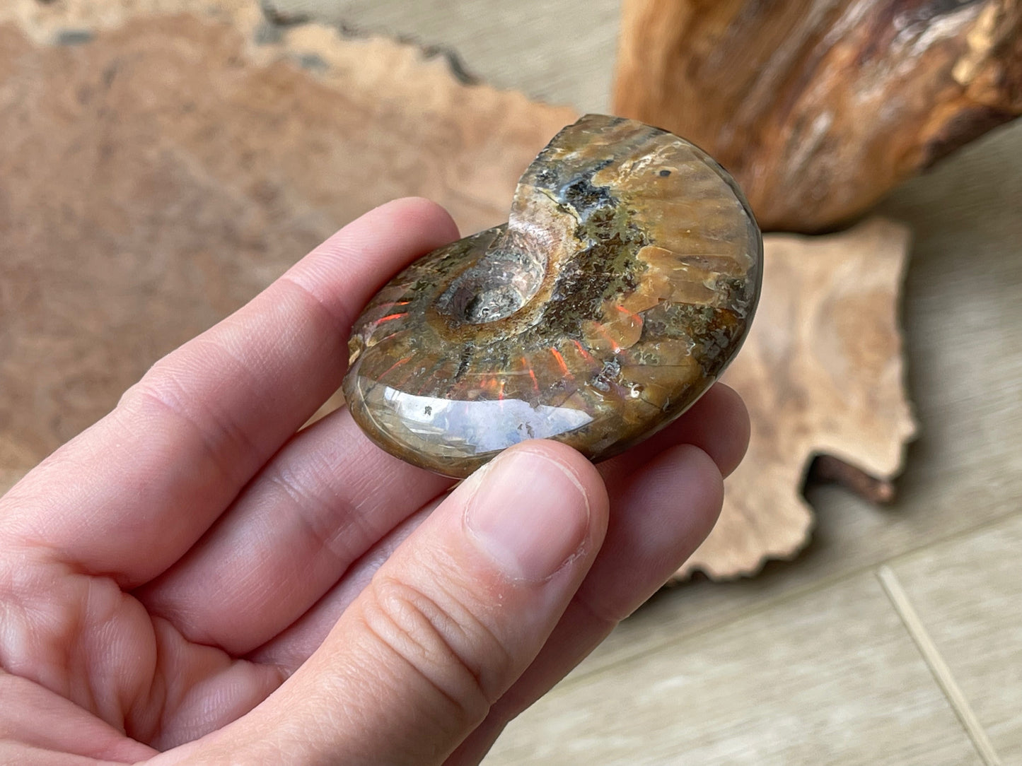 Ammonite fossil whole Q | Madagascar