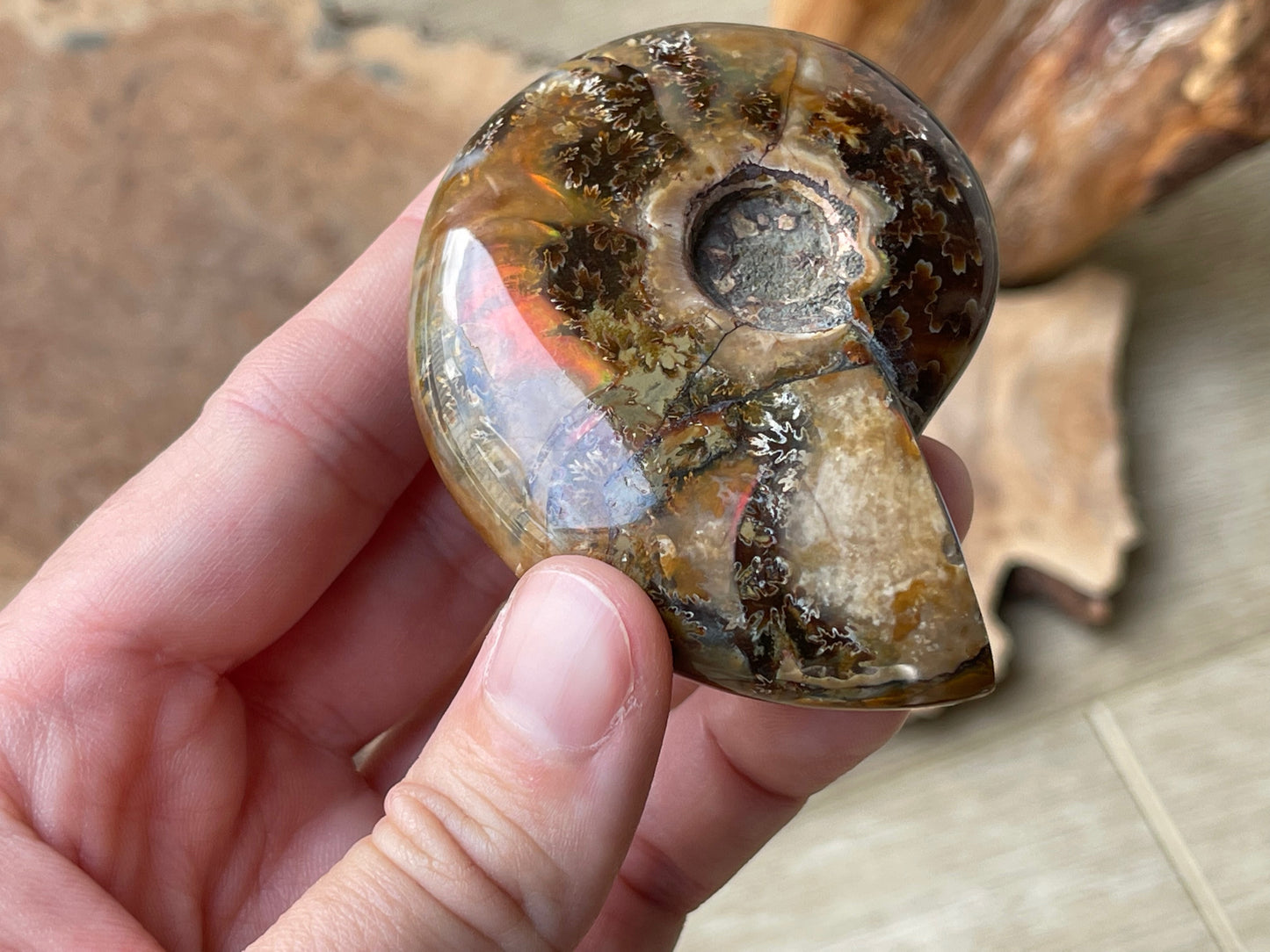 Ammonite fossil whole R | Madagascar