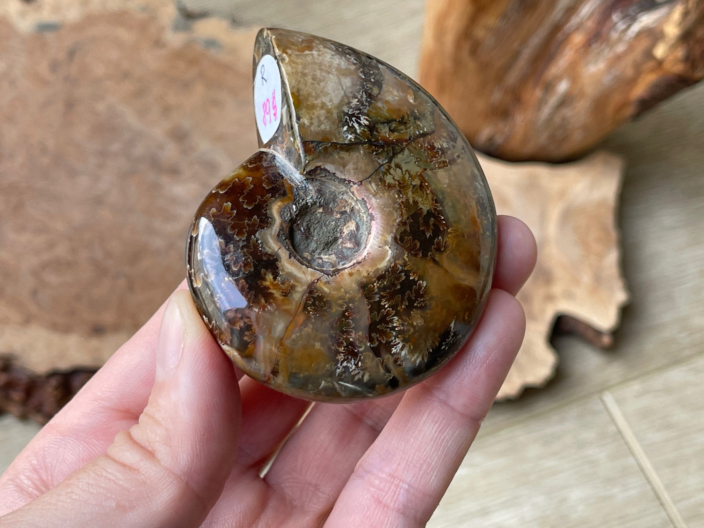 Ammonite fossil whole R | Madagascar